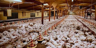 The documentary explores the detrimental impact industrial poultry farming has on people and the planet. Photo: Netflix