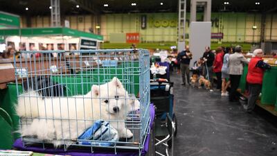 A German Spitz awaits competition at Crufts Dog Show in Birmingham, Britain. EPA
