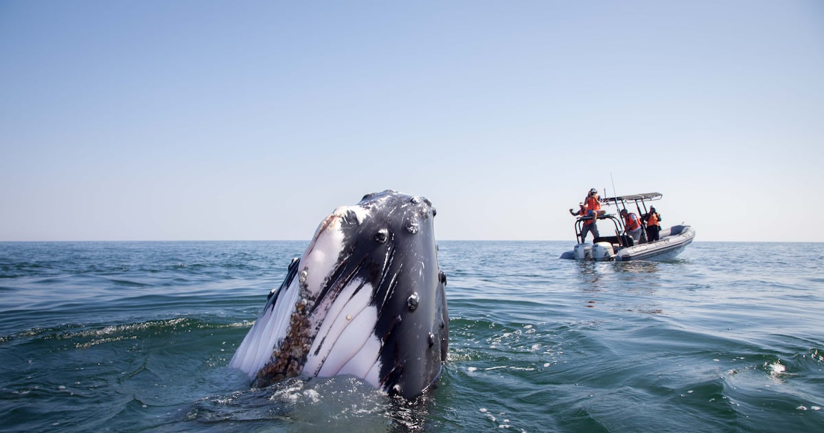 Rare humpback whale spotted for first time crossing Arabian Sea from Oman