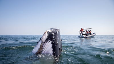An Arabian Sea humpback whale surfaces in front of the scientists' boat. Environment Society of Oman/D. MacDonald