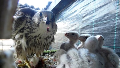 Saker chicks in Bulgaria are part of a recovery aided by EAD and the Mohammed bin Zayed Species Conservation Fund. Courtesy Green Balkans