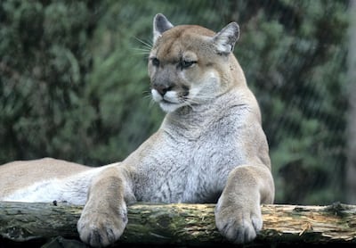 A mountain lion is commonly known as a cougar or a puma. Jonathan Wiggs / The Boston Globe via Getty Images