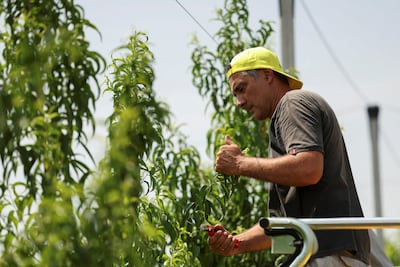 Farmers in Italy's Emilia-Romagna region are struggling with extreme weather. Reuters
