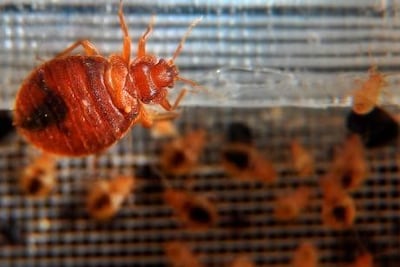 Pest control companies say bedbugs are a problem most victims do not even realise they have.