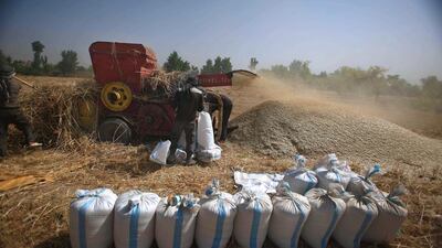 Syrian farmers bag wheat into grain bags. Much less land was planted to cereals than hoped for this season. Momammad Badra / EPA