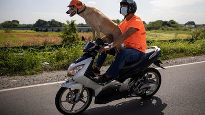 Reyes trained Bogie to balance on his bike when the pup was four months old