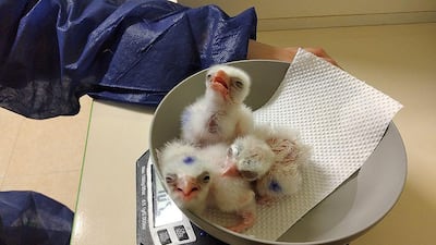 Mohamed bin Zayed Raptor Conservation Fund partners with Green Balkans Federation of Nature Conservation to revitalise the breeding population of Saker falcons in Bulgaria. Courtesy: Mohamed bin Zayed Raptor Conservation Fund