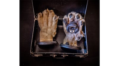 Two lion’s paws, turned into bottle openers. Photo: Britta Jaschinski