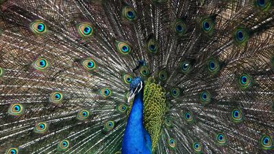 A peacock in its enclosure at the Kuwait Zoo, in Kuwait City. AFP