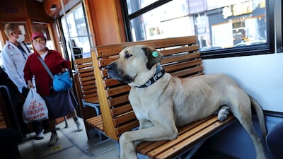 Boji, one of Turkey's estimated four million street dogs and a regular user of public transport, sits on a tram in the Kadikoy district in Istanbul. Reuters