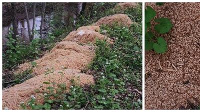 Spaghetti mess turns locals into online sleuths to catch culprits. Photo: Old Bridge New Jersey / Facebook