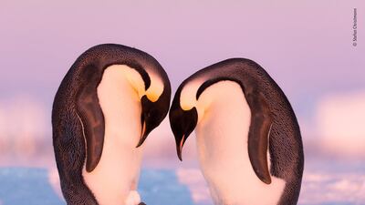Training session by Stefan Christmann, Germany. When Christmann came across this penguin couple in Atka Bay, Antarctica, seemingly with an egg, he was surprised as it was too early in the season for egg laying. Upon closer inspection he discovered the egg was a snowball. Perhaps the diligent couple were practicing egg transfer in preparation for when their real egg arrived. This is possibly the first time it has ever been witnessed and documented. Stefan Christmann / Wildlife Photographer of the Year