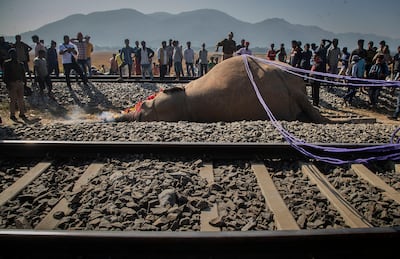 Wild elephants are killed as they cross railway tracks on their migration routes. AP Photo