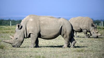 Fatu (background), 19, and her mother Najin, 30, two female northern white rhinos, the last two northern white rhinos left on the planet, graze in their secured paddock on August 23, 2019 at the Ol Pejeta Conservancy in Nanyuki, 147 kilometres north of the Kenyan capital, Nairobi. Veterinarians have successfully harvested eggs from the last two surviving northern white rhinos, taking them one step closer to bringing the species back from the brink of extinction, scientists said in Kenya on August 23. Science is the only hope for the northern white rhino after the death last year of the last male, named Sudan, at the Ol Pejeta Conservancy in Kenya where the groundbreaking procedure was carried out August 22, 2019. AFP
