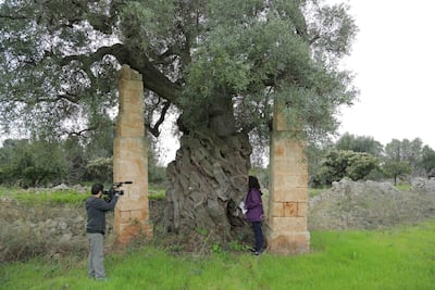 Alia Yunis during filming, under an olive tree in Puglia that is believed to be more than 4,000 years old.