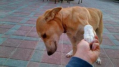 The abused dog is recovering at the Modern Veterinary Clinic in Dubai.