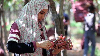 A worker harvests grapes at a farm in Khatatba Al Minufiyah, Egypt. EPA