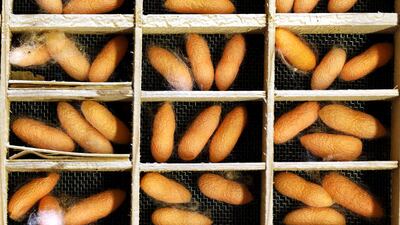 Silkworm cocoons in a box at the CRA agricultural research unit in Padua. The Padua research unit houses some 200 different genetic types of silkworm. Alessandro Bianchi / Reuters