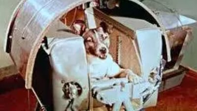 The dog, Laika, during preparations for Sputnik 2 in 1958. Laika became the first living being in space but tragically died from overheating hours into the flight due to a failure in the spacecraft's temperature control system. Getty Images