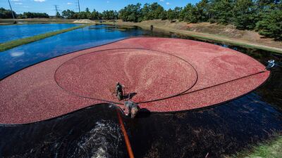 Cranberries are harvested at a farm in Carver in the US state of Massachusetts. AFP