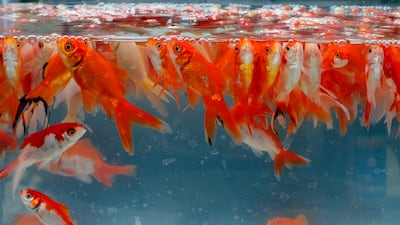 Goldfish are for sale at a street market for Nowruz, the Persian New Year, in Tehran. EPA