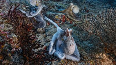 '1 Ocean' by Alexis Rosenfeld. Photo: Alexis Rosenfeld in partnership with Unesco