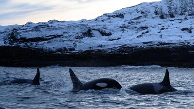 Orcas swim in the waters of the Reisafjorden fjord region, near the Norwegian northern city of Tromso in the Arctic Circle. AFP