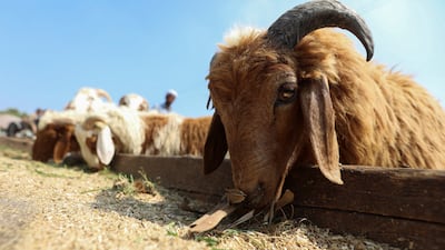 A livestock market with cattle due to be slaughtered for Eid Al Adha near Giza, Egypt. Reuters