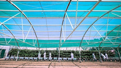 The UAE’s first raspberry and blackberry model farm, a project by the Abu Dhabi Agricultural and Food Safety Authority at Tarif-Liwa road, Al Dhafra region. Victor Besa / The National