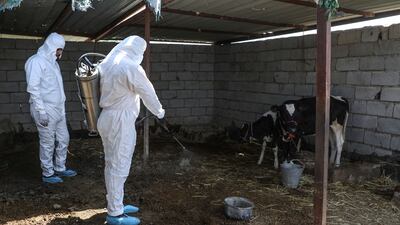 Workers from the health department disinfect calves at a small farm near a house in the village of Al Bojari in Iraq's southern Dhi Qar province, where a woman was infected with the tick-borne Crimean-Congo haemorrhagic virus (CCHF), on May 25, 2022. AFP