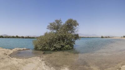 Protected mangroves in the Kalba nature reserve. Antonie Robertson / The National