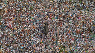 'Toxic Tip' by Lakshitha Karunarathna from Sri Lanka, of a solitary Asian elephant navigating a waste disposal site in Sri Lanka