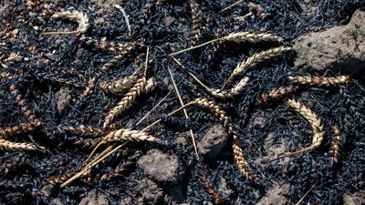 Burnt wheat after a field fire in July 2022, in Zoerbig, Germany