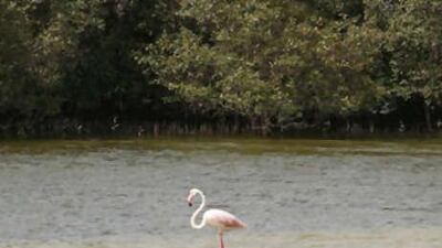 The mangroves, which will eventually make up the Eastern Mangrove Lagoon National Park, are to the east of the city, between Abu Dhabi island and the airport.