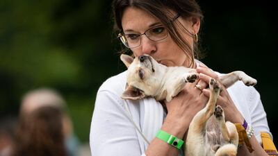 A chihuahua gets a kiss from their handler during breed judging. AP