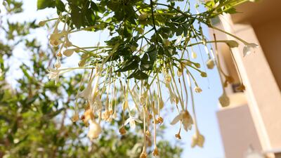 Jasmine in the neighbourhood