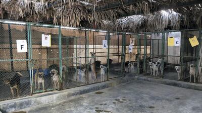 The centre houses dogs in kennels together based on their temperament.