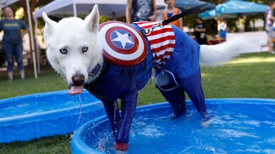 A Siberian Husky in a Captain America costume takes a dip in the pool.