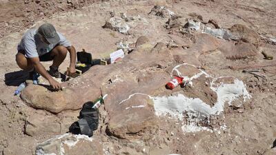 The creature is believed to be a new species of Titanosaur, a long-necked, long-tailed sauropod that walked on four legs and lived some 90 million years ago in the Cretaceous Period. Museo Egidio Feruglio / AFP Photo