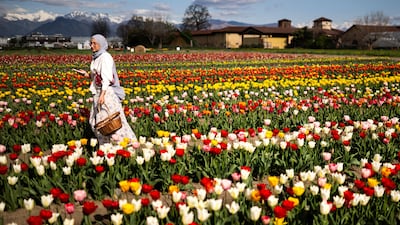 A visitor walks in a field of tulips in Grugliasco, near Turin, Italy. AFP