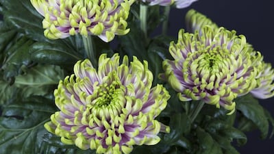 A Chrysanthemum Rossano Charlotte shortlisted in this year’s Plant of the Year 2016 category. Courtesy RHS / Sarah Cuttle