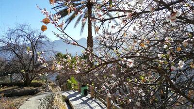 The village of Kan is covered in apricot blossoms. Oman News Agency