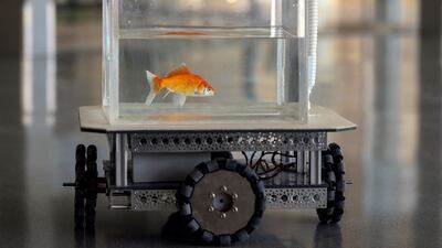Showing that a fish has the cognitive capability to navigate outside its natural environment of water can expand scientific knowledge of animals' essential navigation skills, experts say.