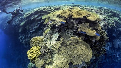 A diver photographs a large table coral in the Egyptian Red Sea marine reserve of Ras Mohammed, which was included in the study. AFP