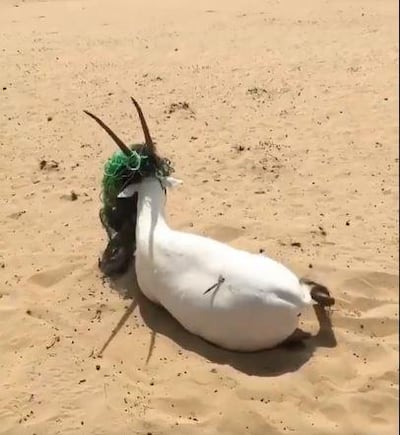 The oryx was tangled in what appeared to be discarded netting. Courtesy: Sheikh Hamdan Twitter