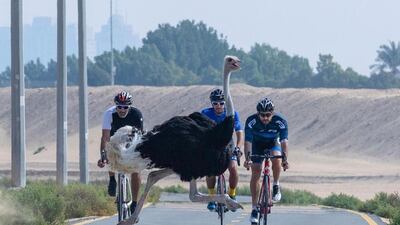 An ostrich dashes across the Al Qudra cycling track in Dubai. Courtesy: Sheikh Hamdan's Instagram