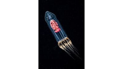 Dan Bolt's The Hitch Hiker won the British Waters Macro category, which shows a larval crustacean within the bell of a medusa Neoturris pileata. Dan Bolt / UPY 2025