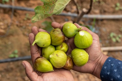 Figs are harvested at the farm in Ras Al Khaimah. Antonie Robertson / The National