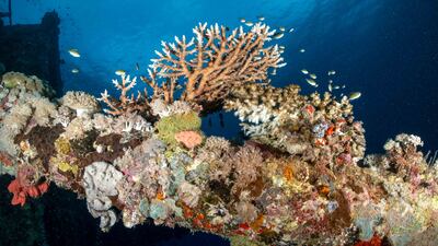 A new book by Peter Vine considers how to save coral reefs from the effects of climate change. Photo: Peter Vine