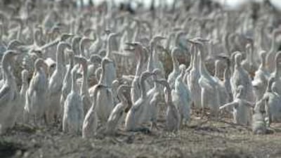 A survey last year counted just four breeding colonies in Abu Dhabi. Above, Socotra cormorant chicks.